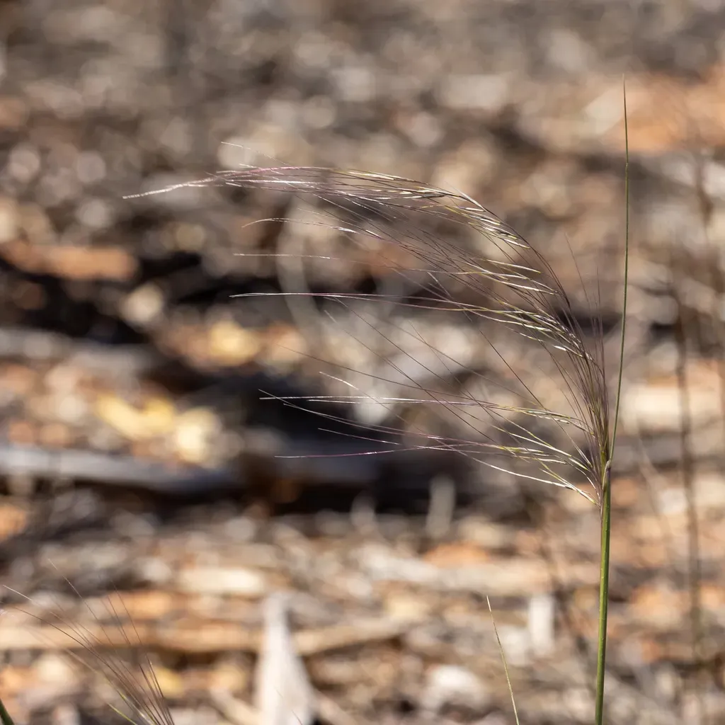 Austrostipa Trichophylla
