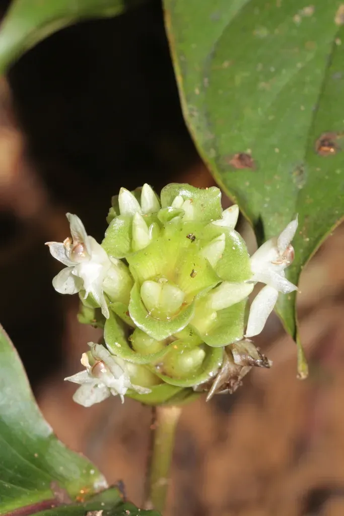 Goeppertia Maasiorum