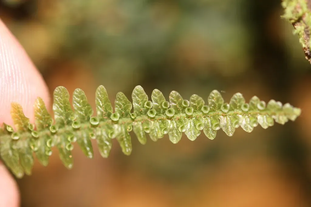 Trichomanes Mougeotii