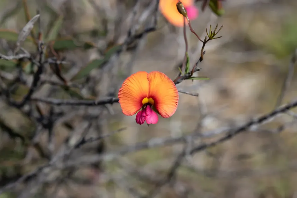 Twining Gompholobium