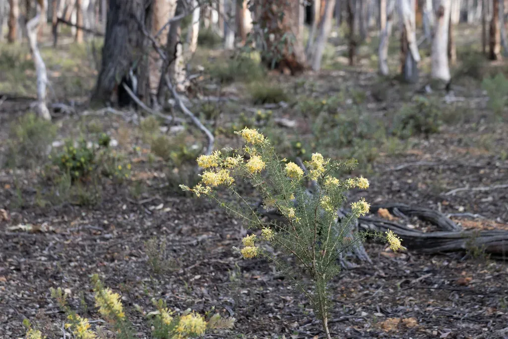 Petrophile Serruriae