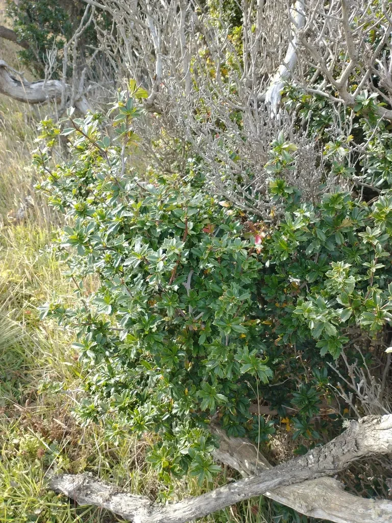 Holly Barberry