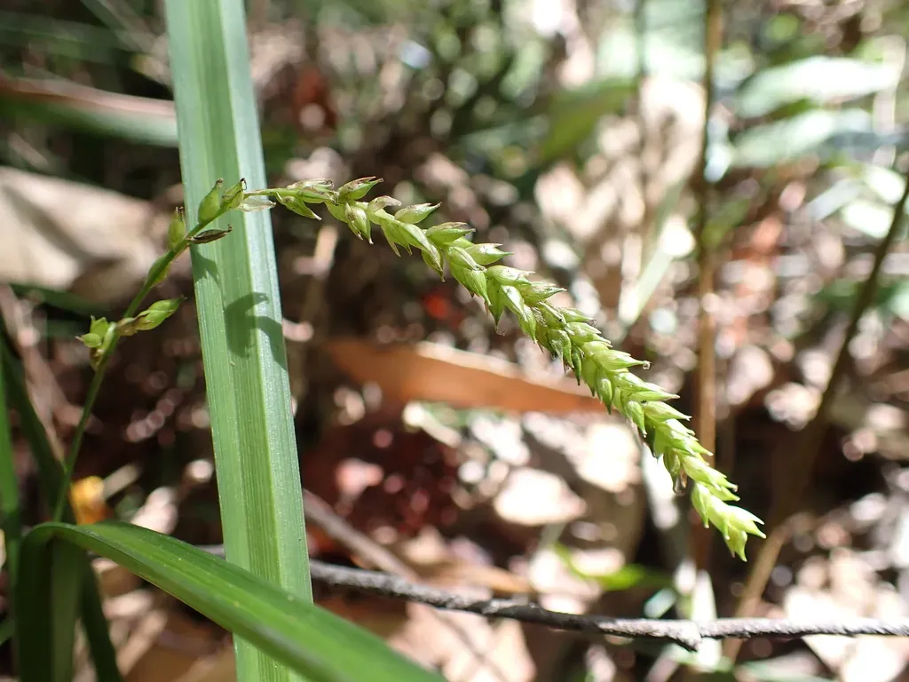 Carex Alsophila