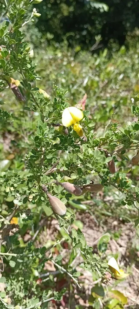 Small-leaved Rattlepod