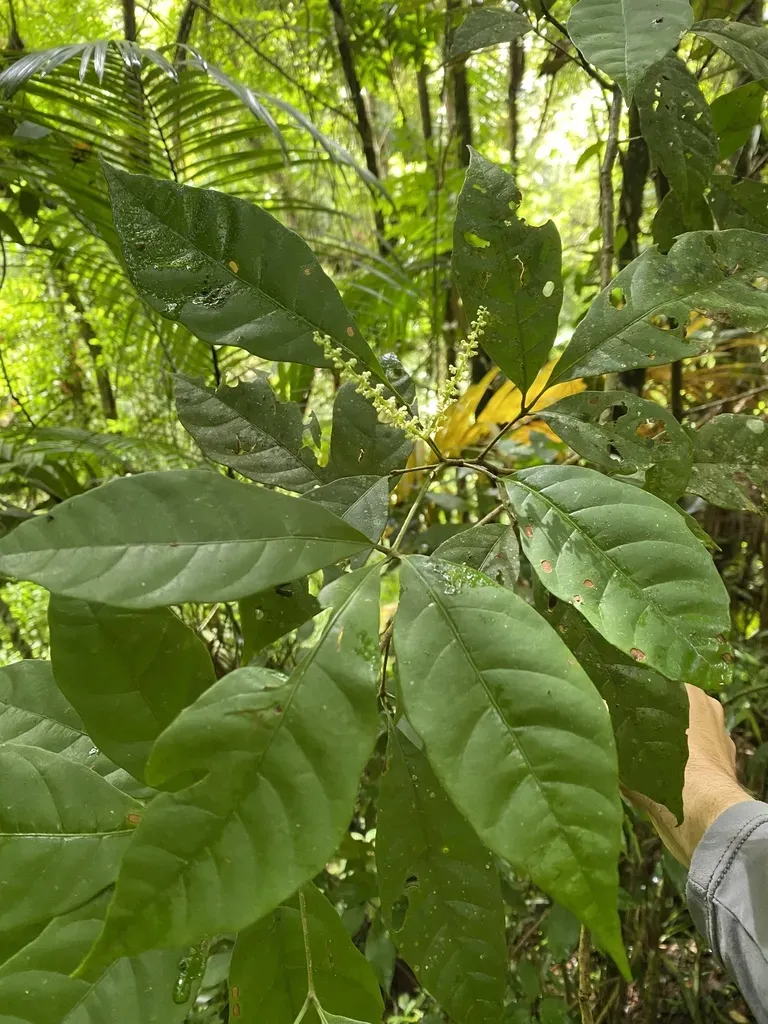 Allophylus Petiolulatus