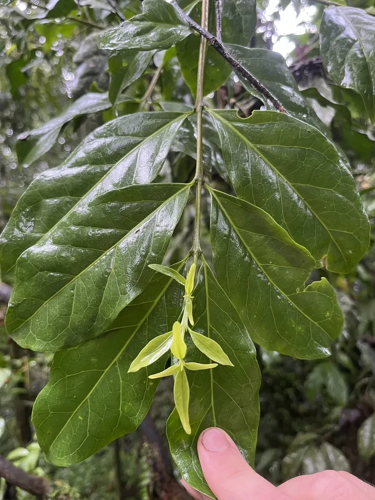 Zinowiewia Australis