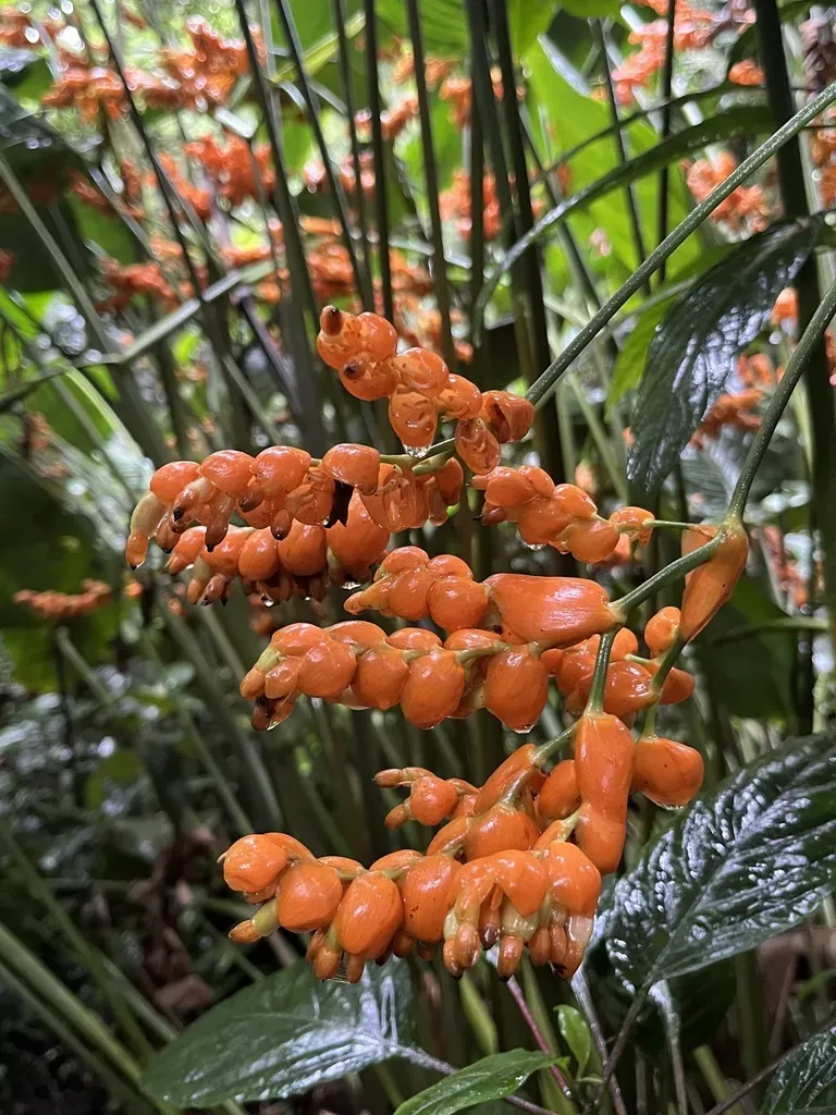 Stromanthe Jacquinii