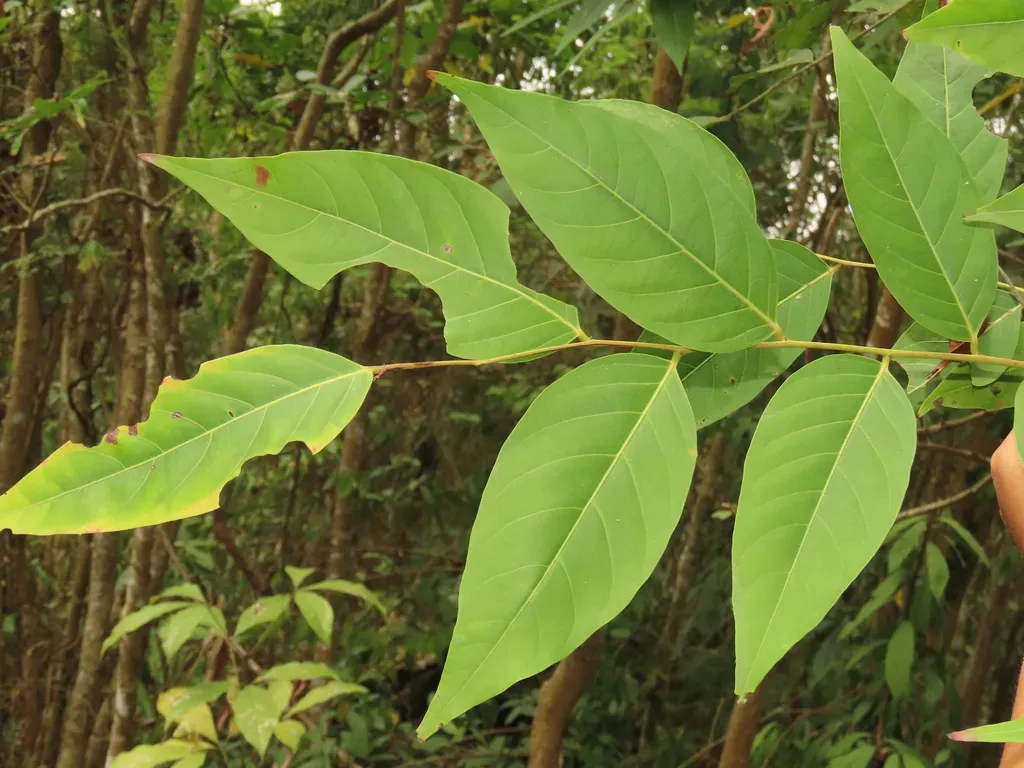 Glochidion Lanceolatum