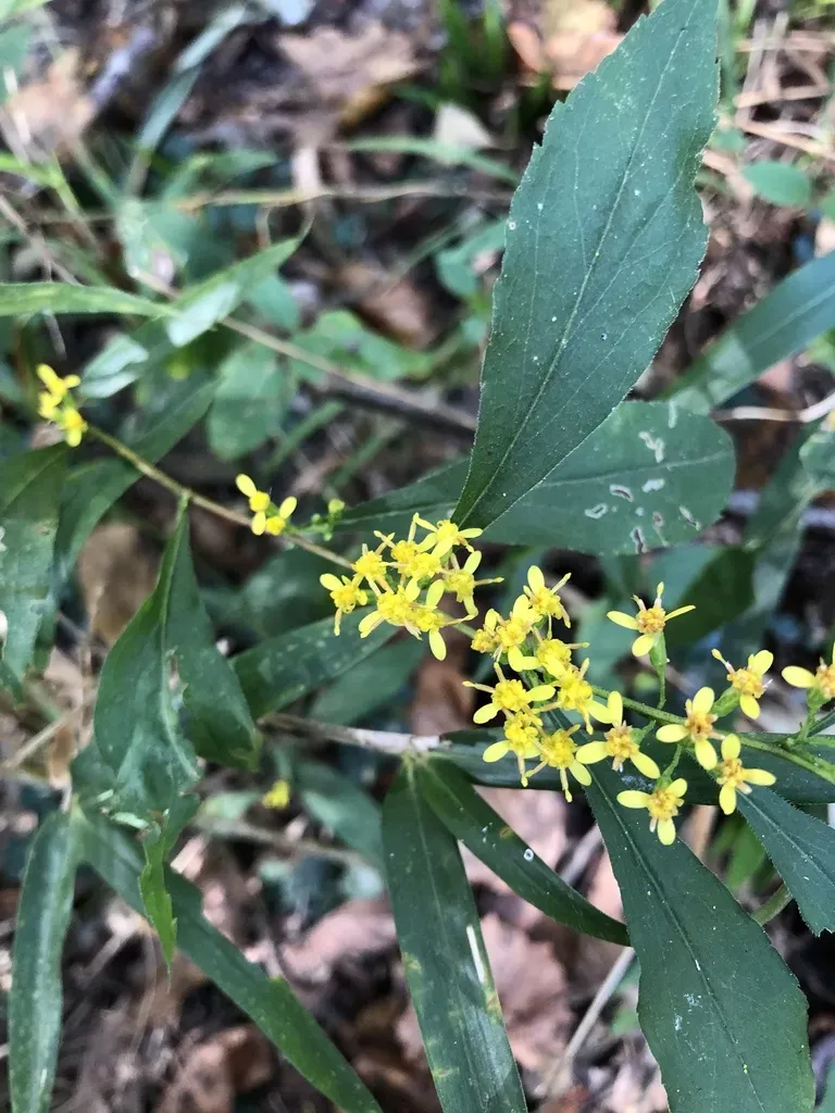 Gulf Coast Axillary Goldenrod