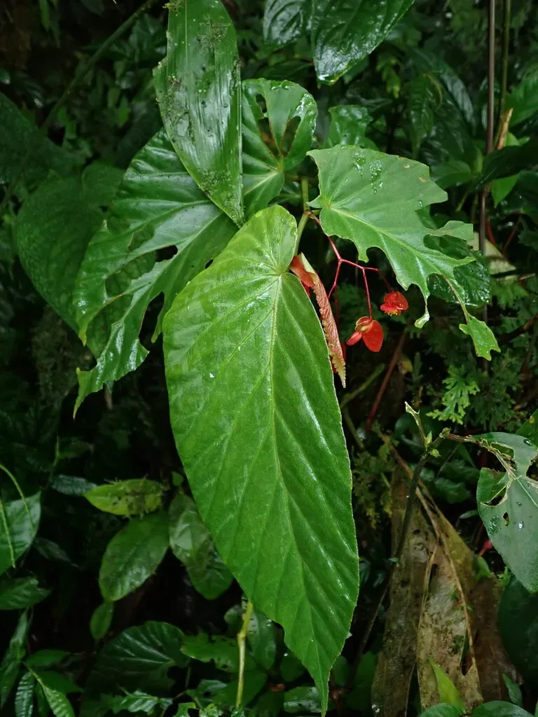 Begonia Consobrina