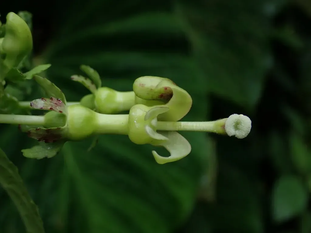 Burmeistera Refracta