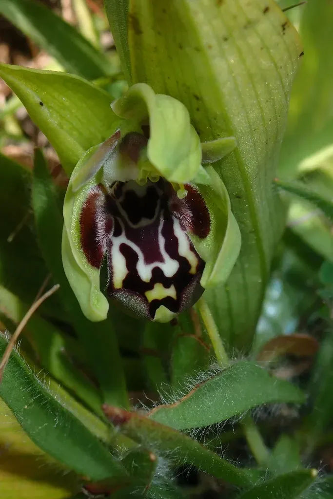 Cyprus Bee Orchid