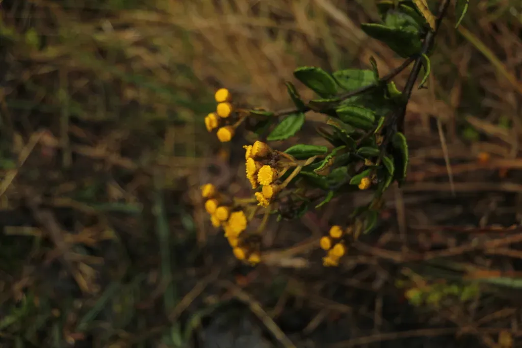 Scrobicaria Ilicifolia