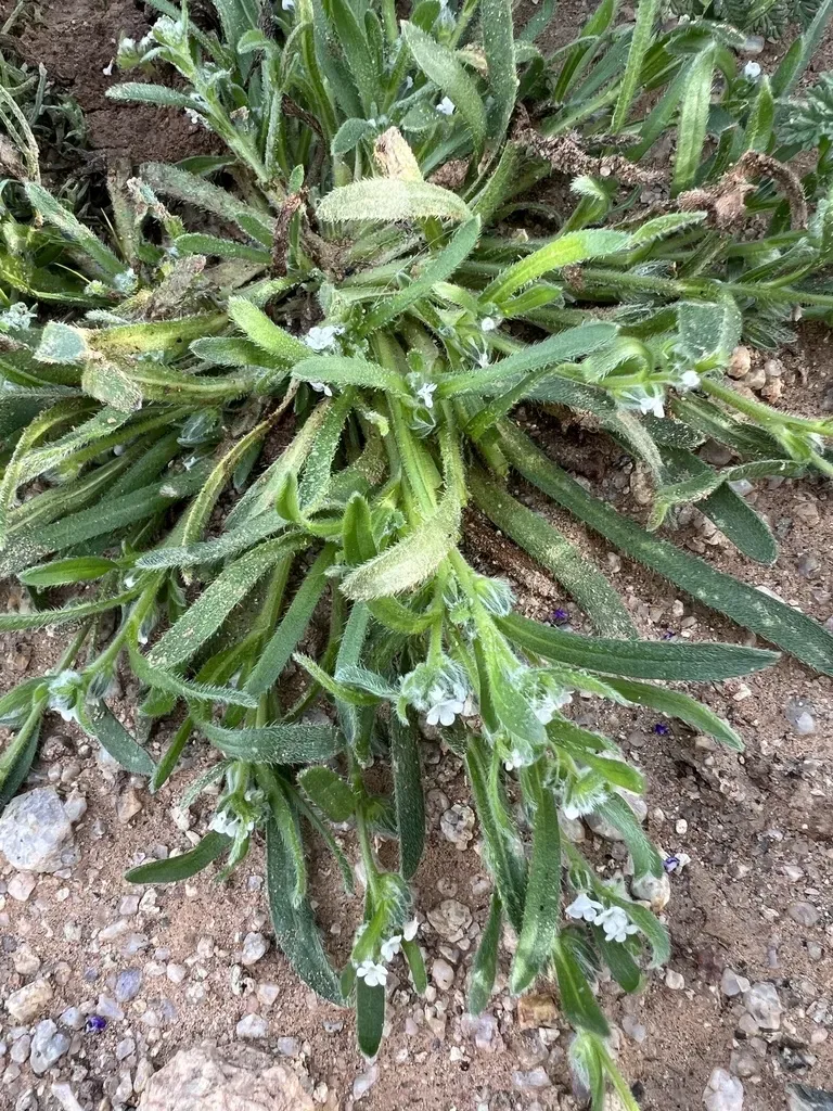 Pringle's Popcornflower