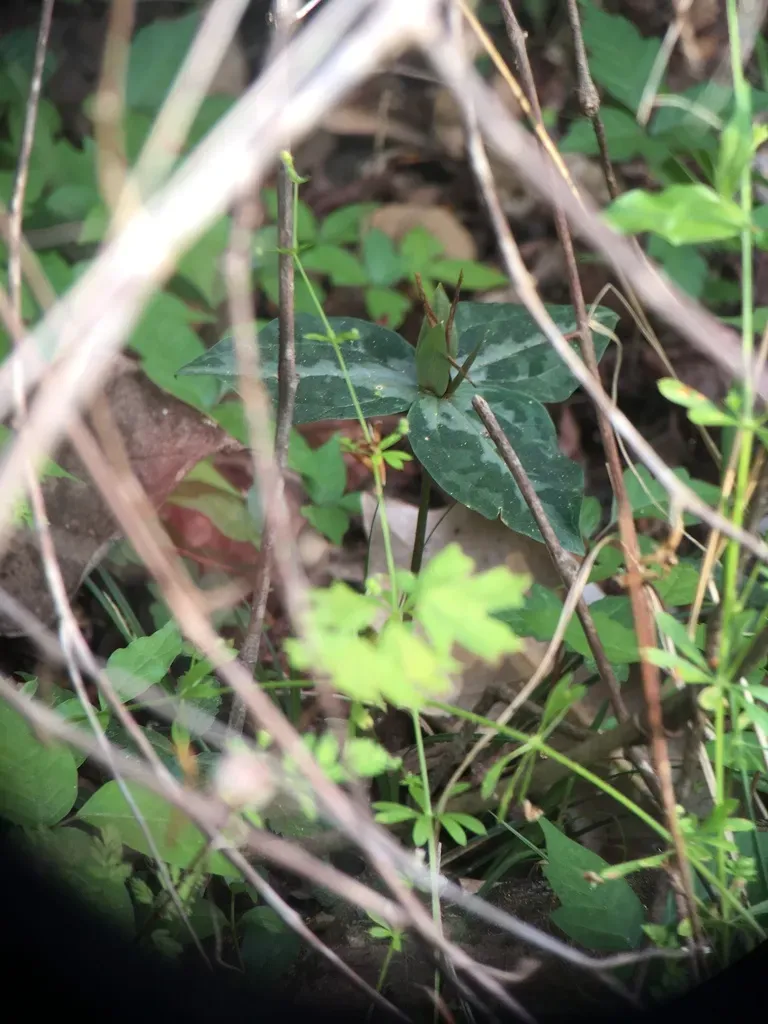 Chattahoochee River Wakerobin