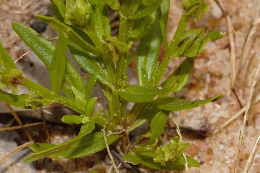 Crepidorhopalon Spicatus