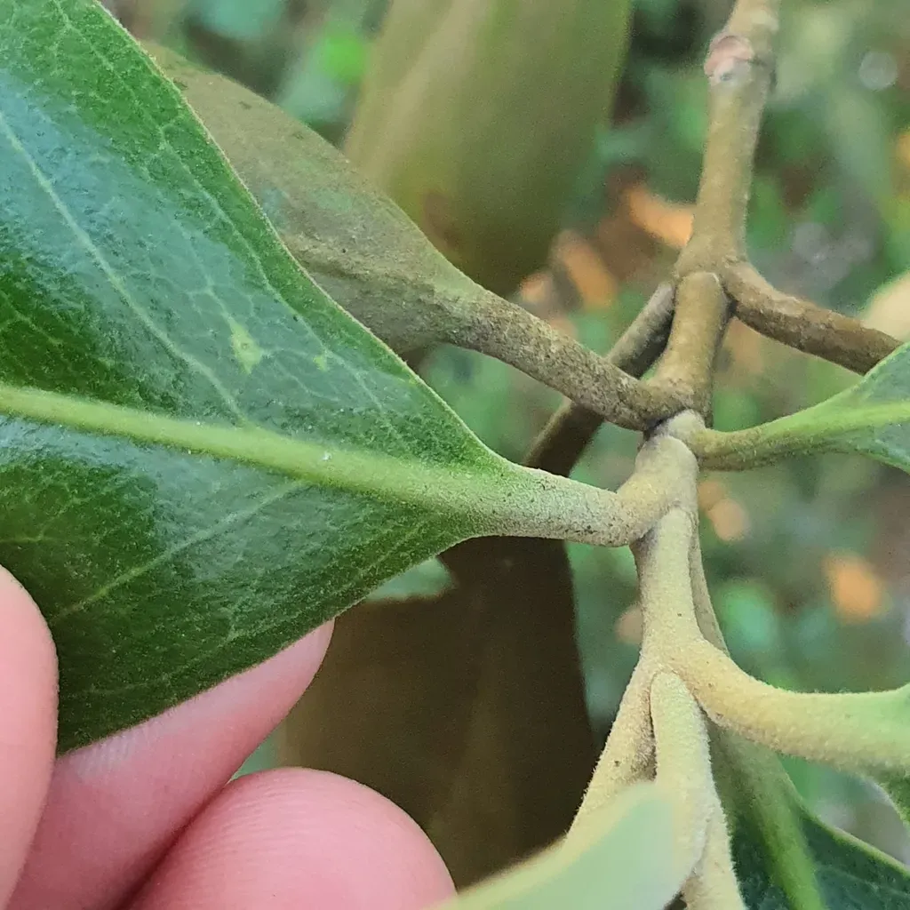 Avicennia Rumphiana