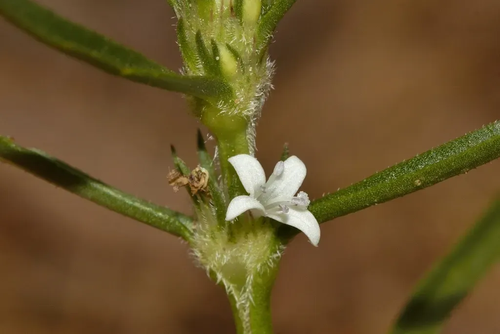 Spermacoce Subvulgata