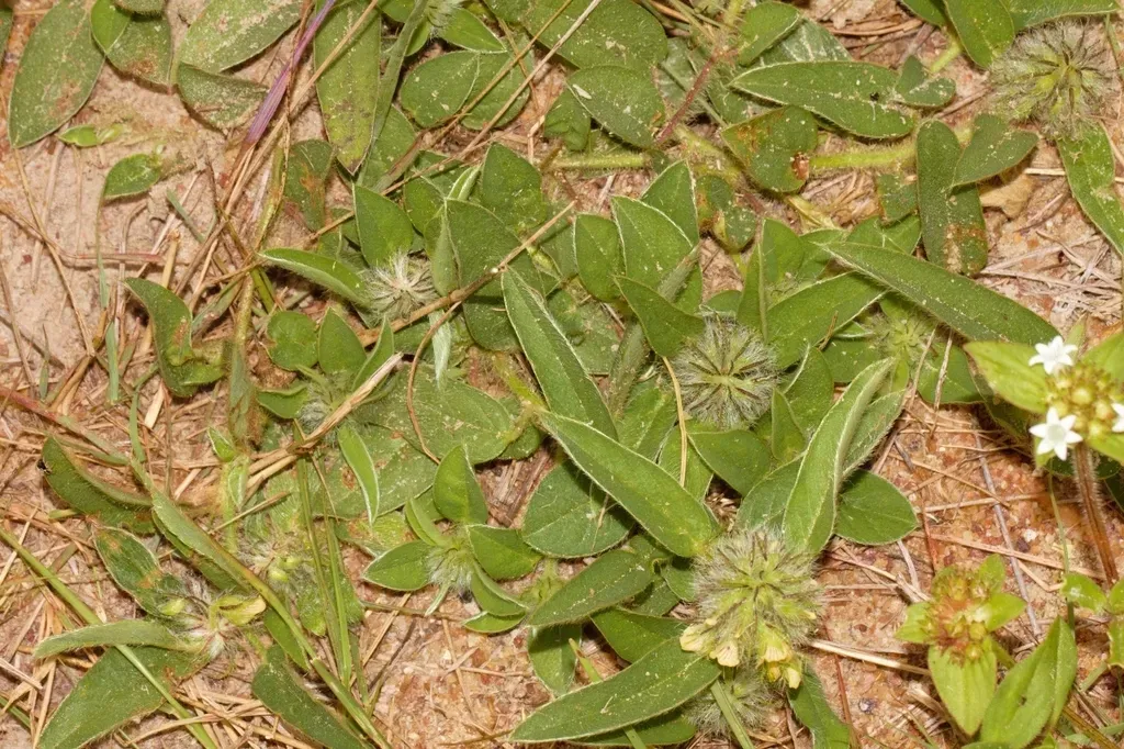 Crotalaria Anthyllopsis
