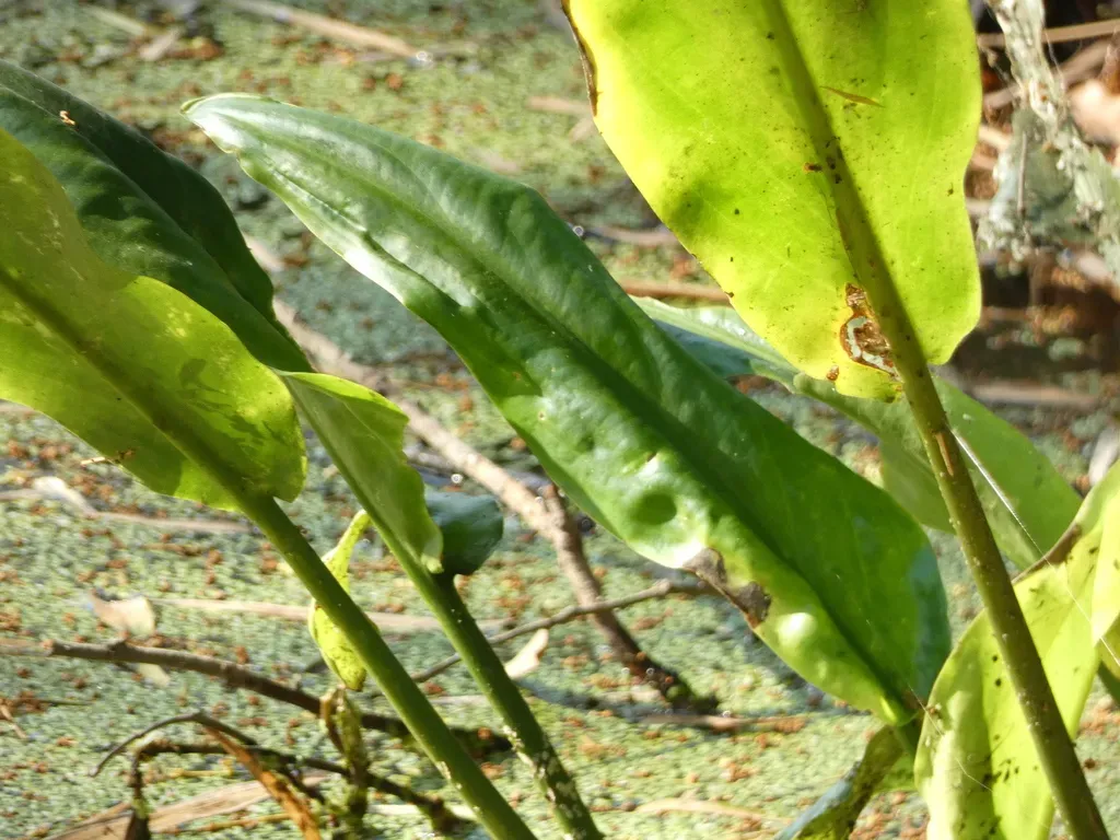 Cryptocoryne Ciliata