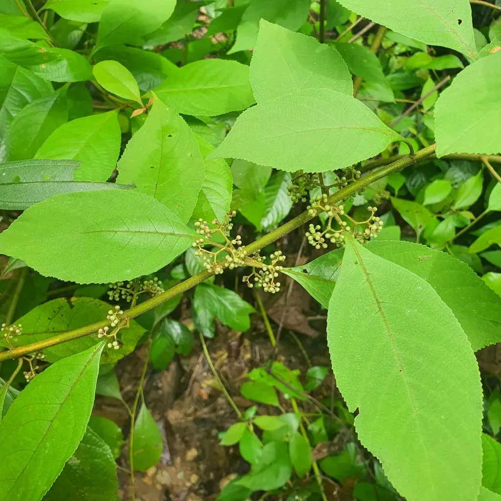 White-berried Malayan Lilac