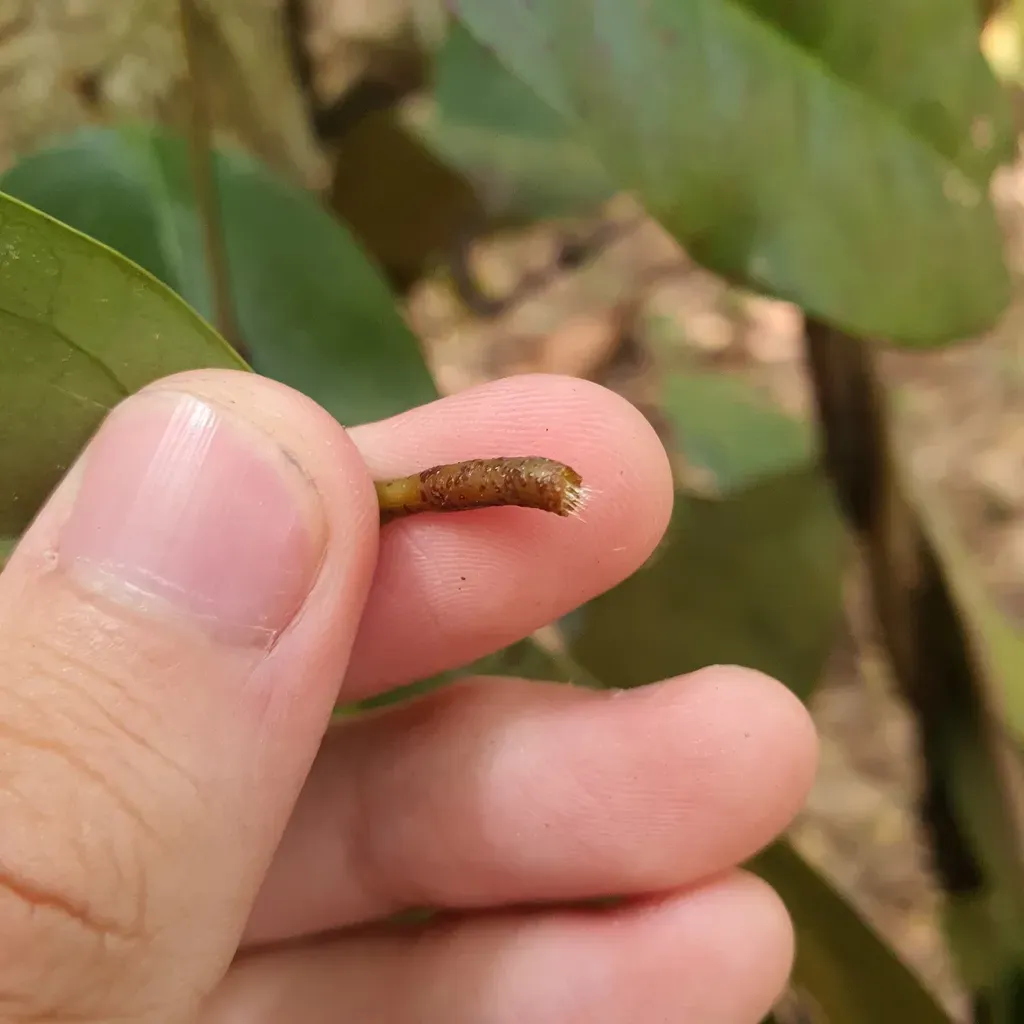 Gnetum Macrostachyum