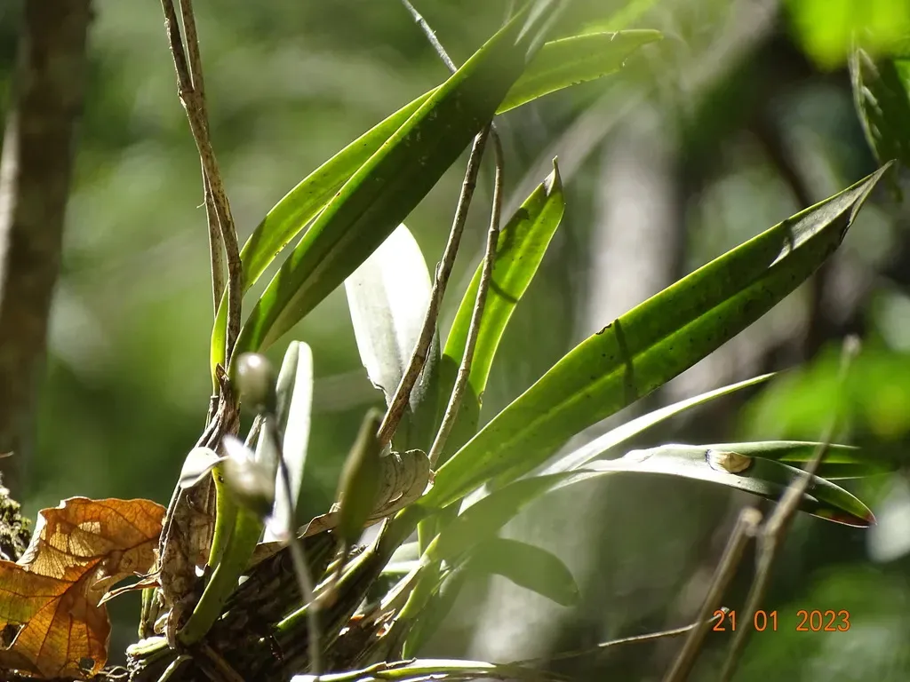 Laelia × Crawshayana