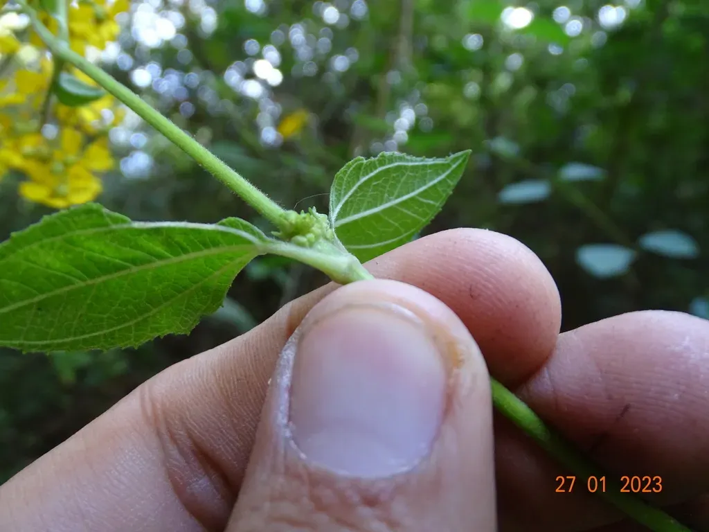 Trigonospermum Melampodioides