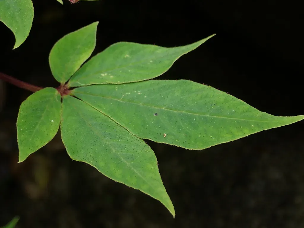 Podandrogyne Brachycarpa