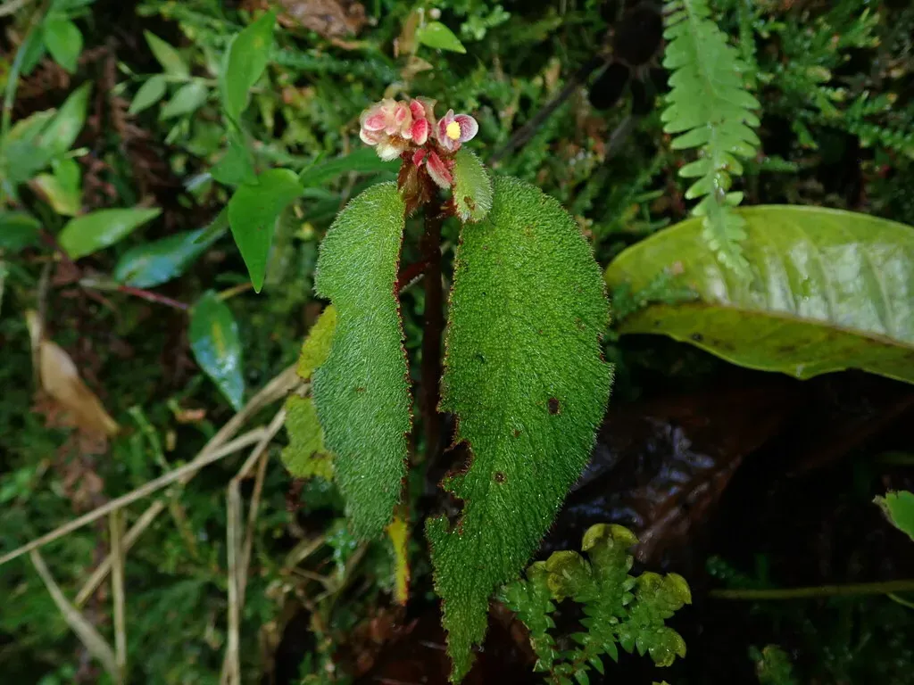 Begonia Buddleiifolia