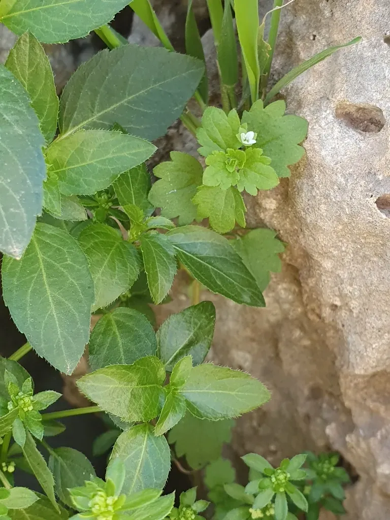 Veronica Panormitana