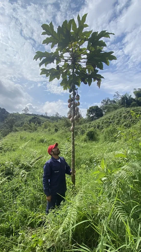 Vasconcellea Goudotiana