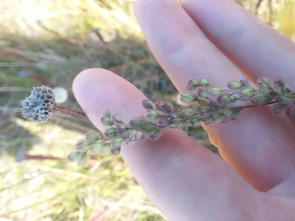 Purple Silkyscale Grass