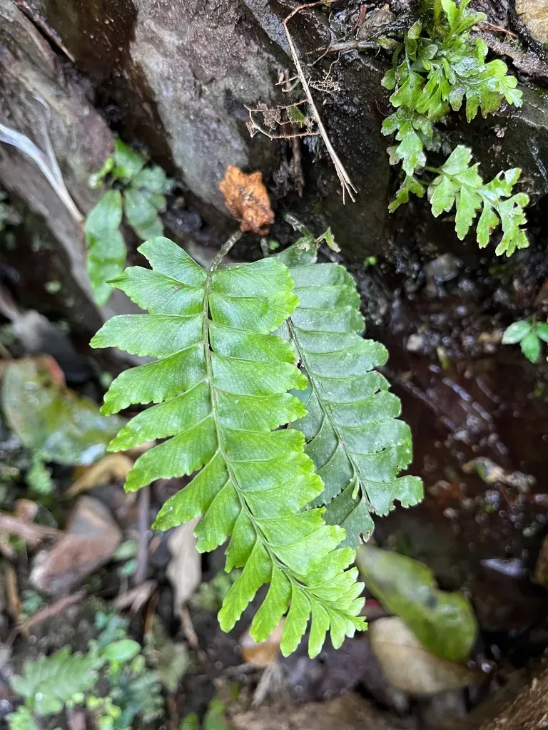 Hymenasplenium Pseudobscurum