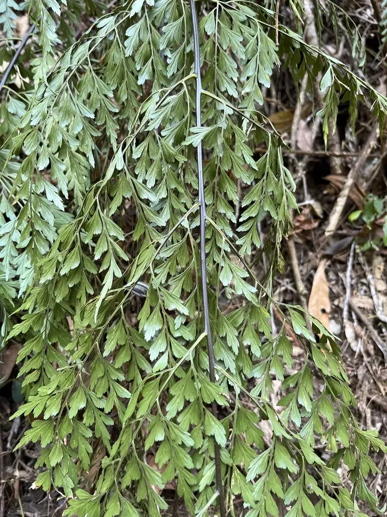 Asplenium Pseudolaserpitiifolium