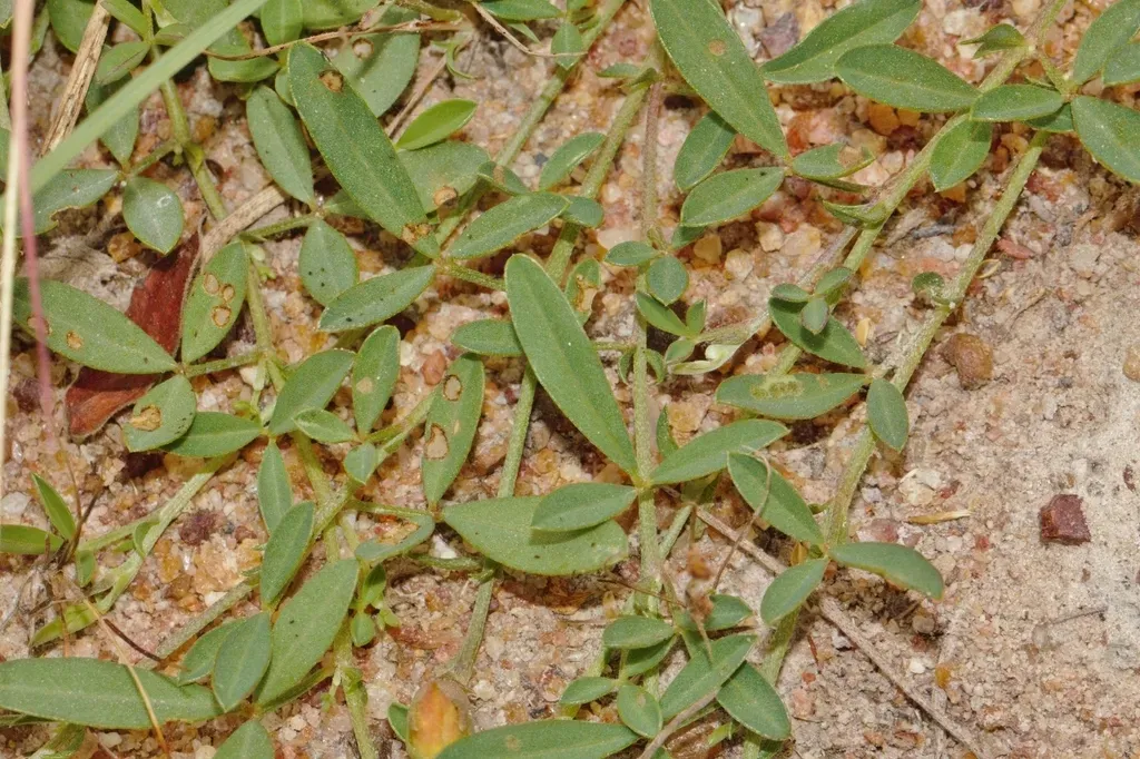 Crotalaria Rhodesiae