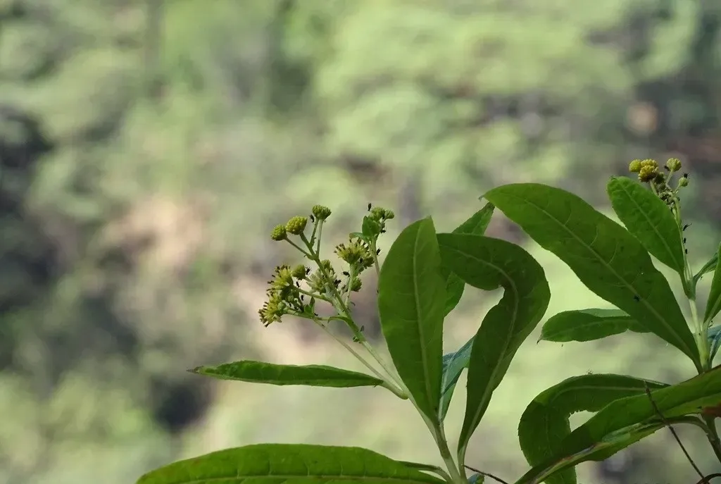 Verbesina Glaucophylla