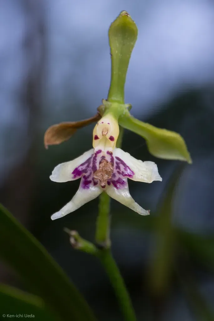 Epidendrum Piliferum