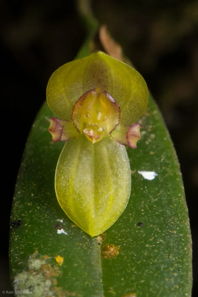 Pleurothallis Dorotheae