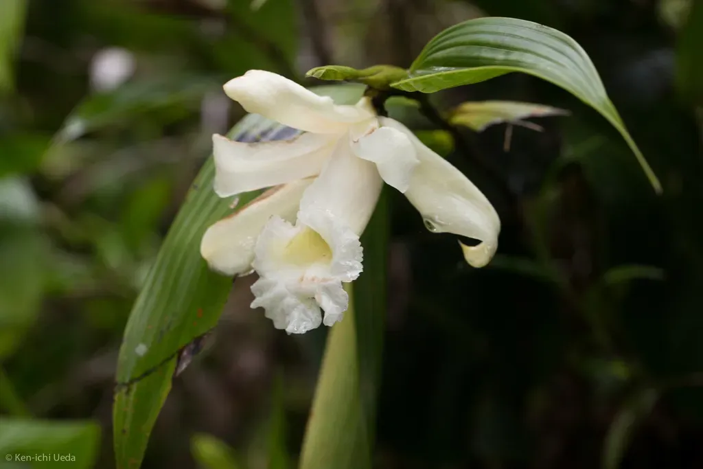 Sobralia Macrophylla