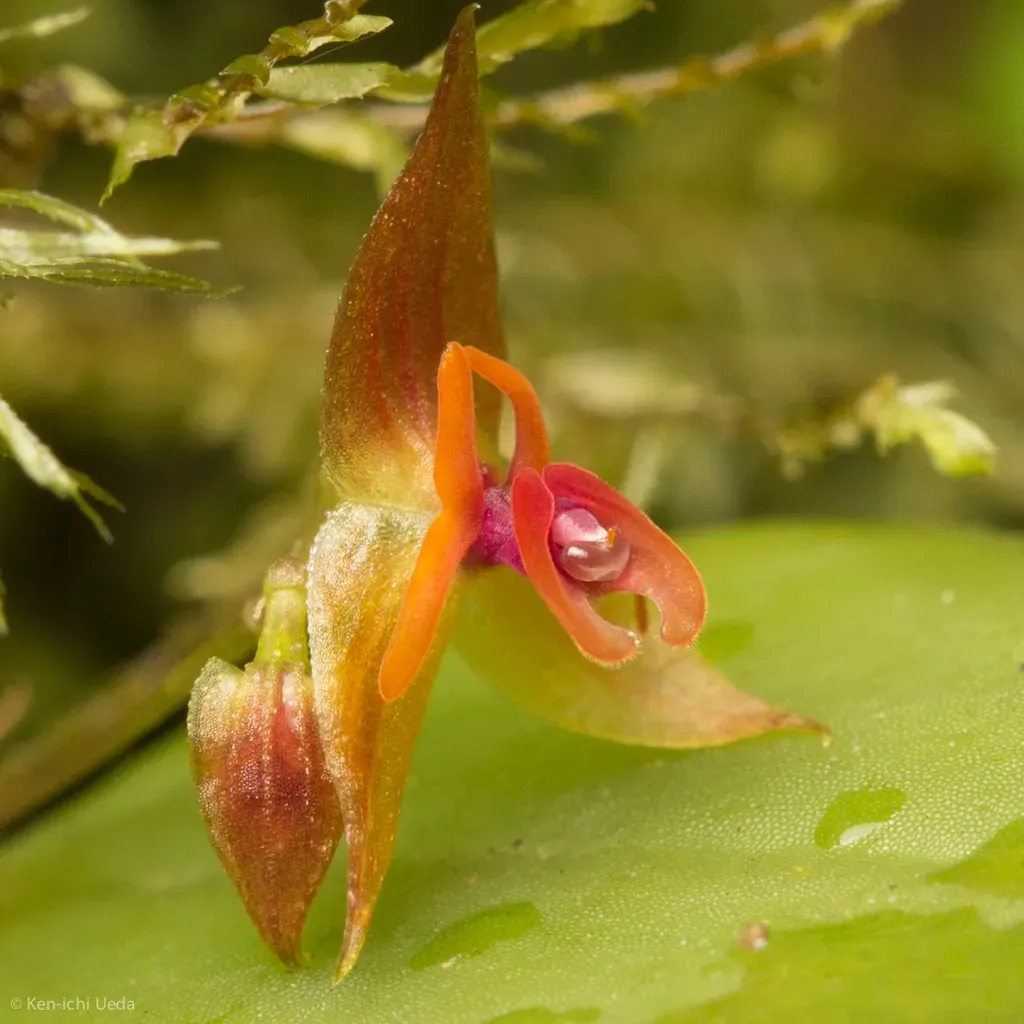 Lepanthes Monteverdensis