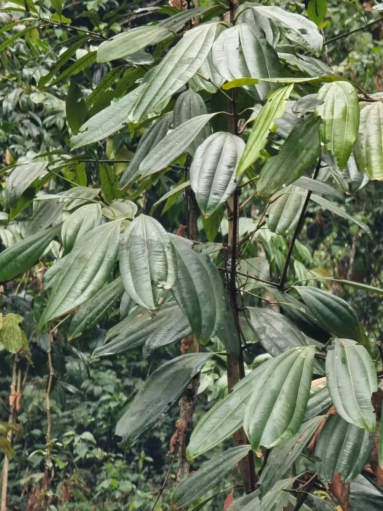 Cinnamomum Bejolghota