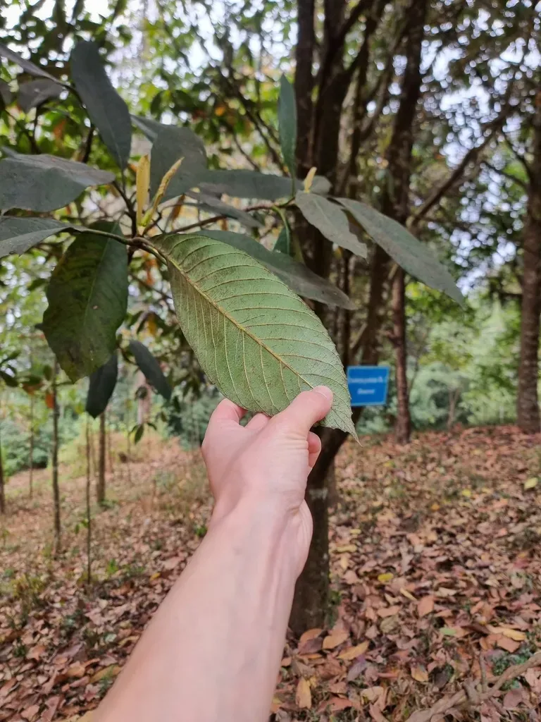 Eriobotrya Petiolata