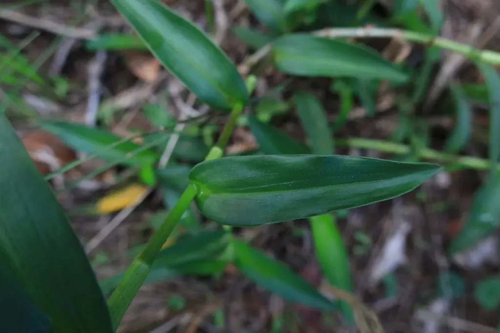 Common Yellow Commelina