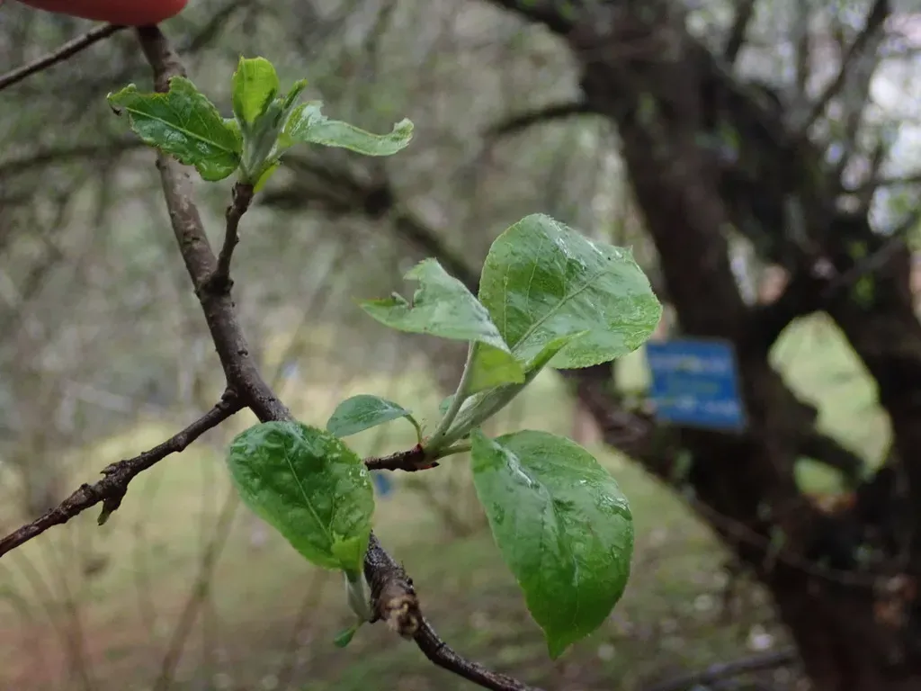 Malus Sikkimensis