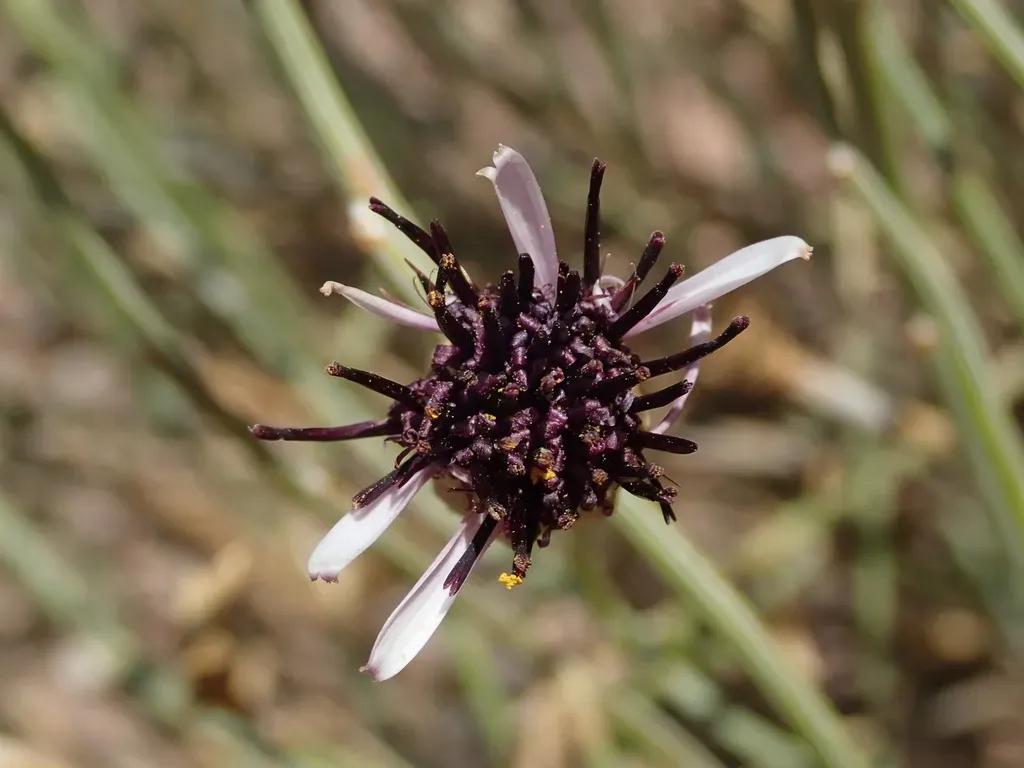 Aphyllocladus Spartioides