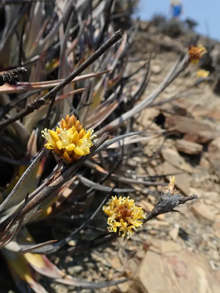 Deuterocohnia Strobilifera