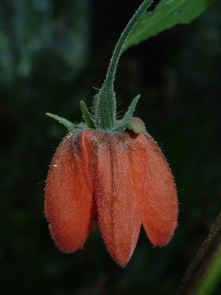 Caiophora Hibiscifolia