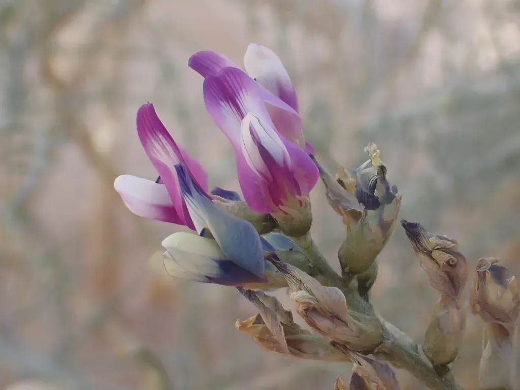 Dune Milkvetch