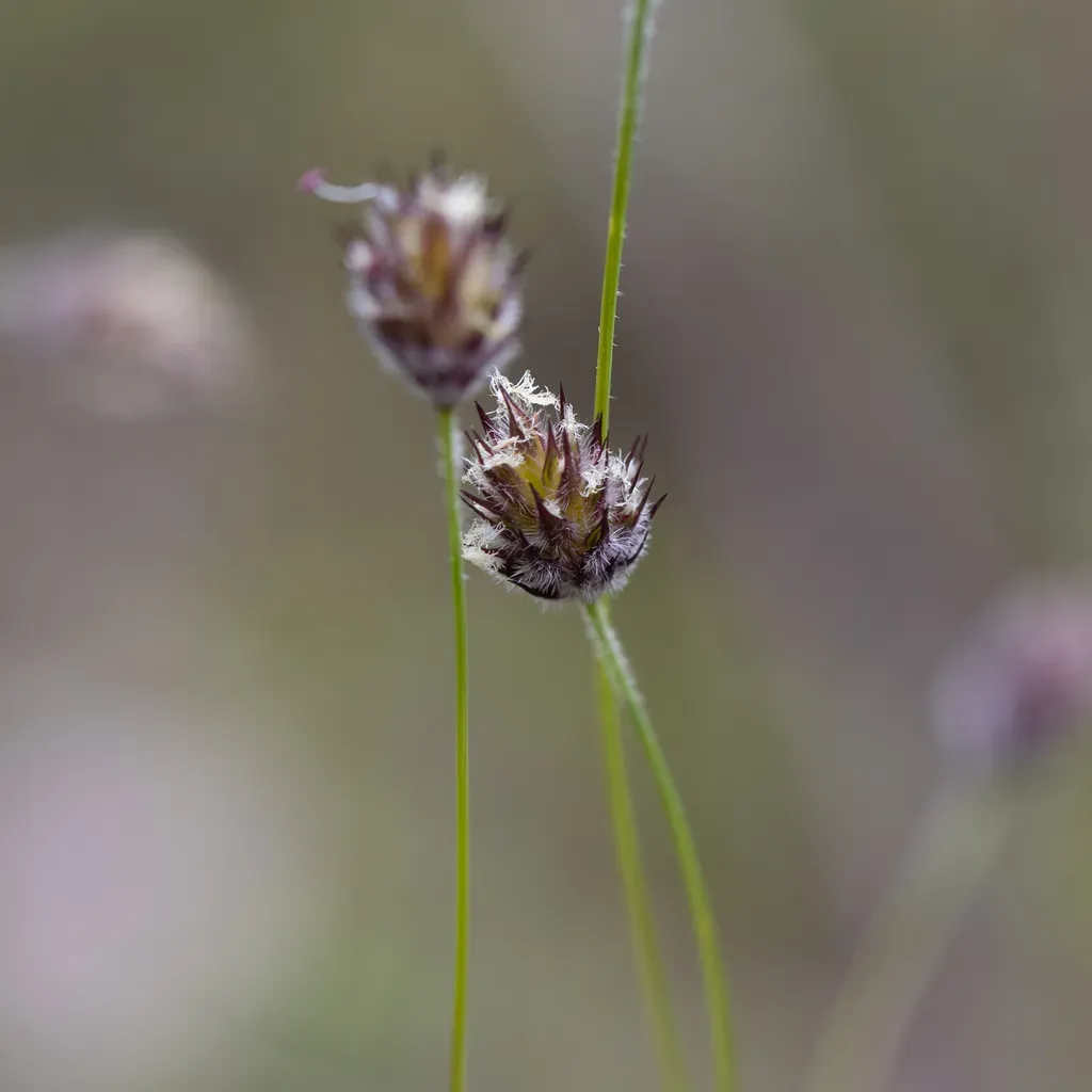 Amphipogon Amphipogonoides